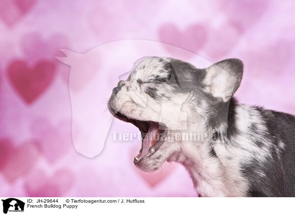 French Bulldog Puppy / JH-29644