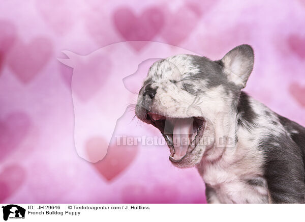 French Bulldog Puppy / JH-29646