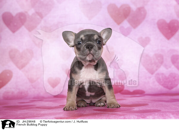 French Bulldog Puppy / JH-29648