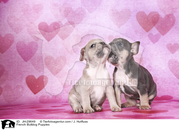 French Bulldog Puppies / JH-29649