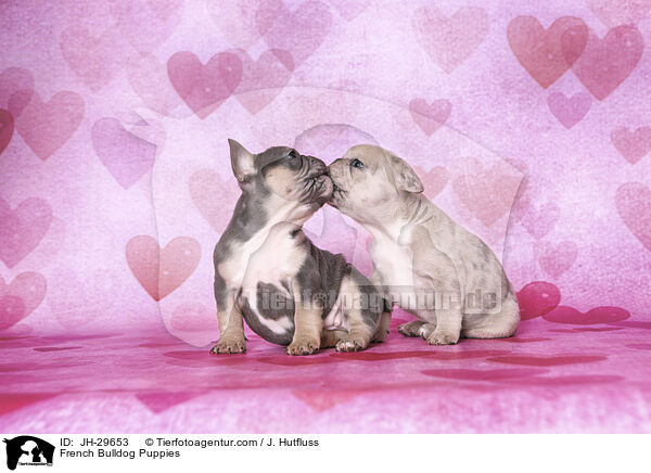 French Bulldog Puppies / JH-29653