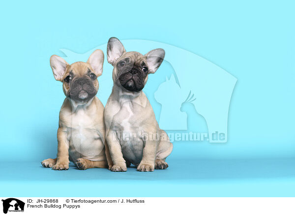 French Bulldog Puppys / JH-29868