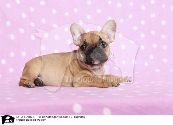 French Bulldog Puppy / JH-29873