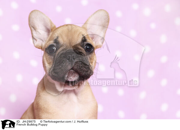 French Bulldog Puppy / JH-29875