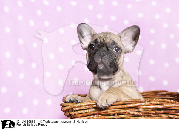 French Bulldog Puppy / JH-29883
