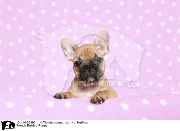 French Bulldog Puppy / JH-29890