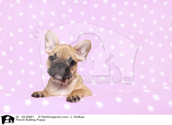 French Bulldog Puppy / JH-29891