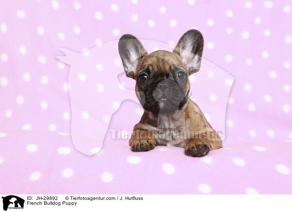 French Bulldog Puppy / JH-29892