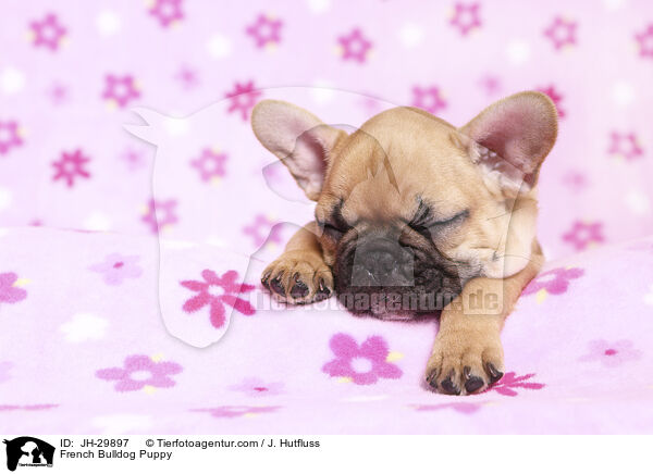 French Bulldog Puppy / JH-29897