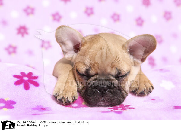 French Bulldog Puppy / JH-29904