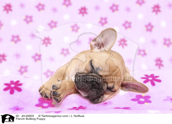 French Bulldog Puppy / JH-29905