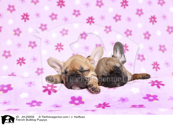 Franzsische Bulldogge Welpen / French Bulldog Puppys / JH-29908