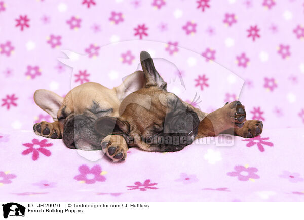 Franzsische Bulldogge Welpen / French Bulldog Puppys / JH-29910