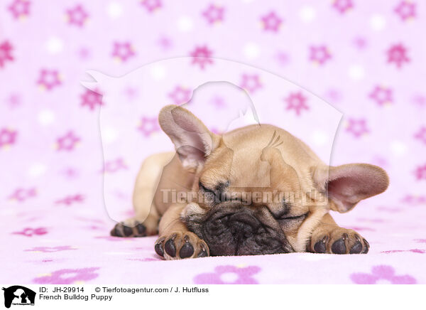 French Bulldog Puppy / JH-29914