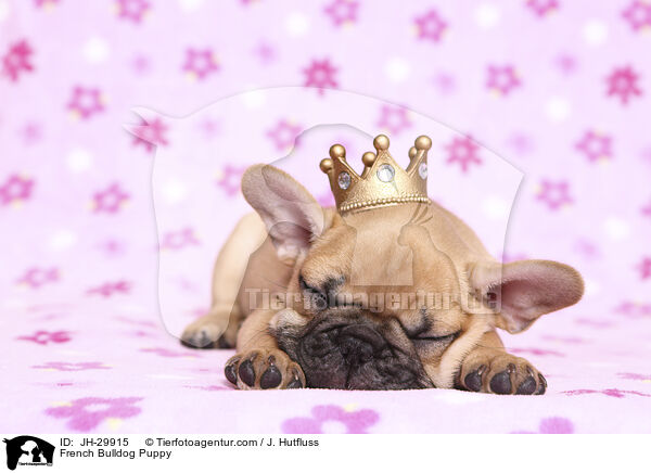 French Bulldog Puppy / JH-29915