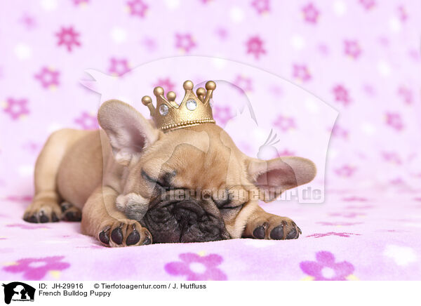 Französische Bulldogge Welpe / French Bulldog Puppy / JH-29916