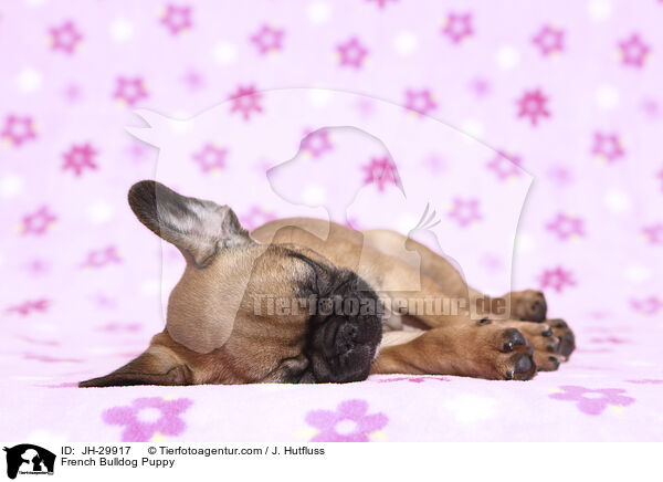 French Bulldog Puppy / JH-29917
