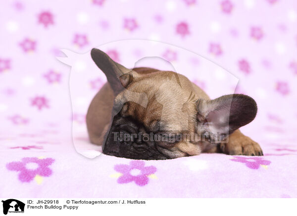 French Bulldog Puppy / JH-29918