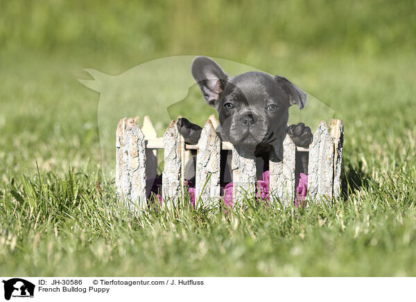 French Bulldog Puppy / JH-30586