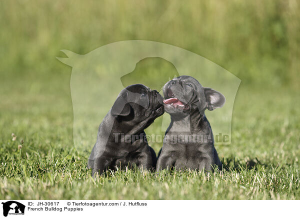 French Bulldog Puppies / JH-30617