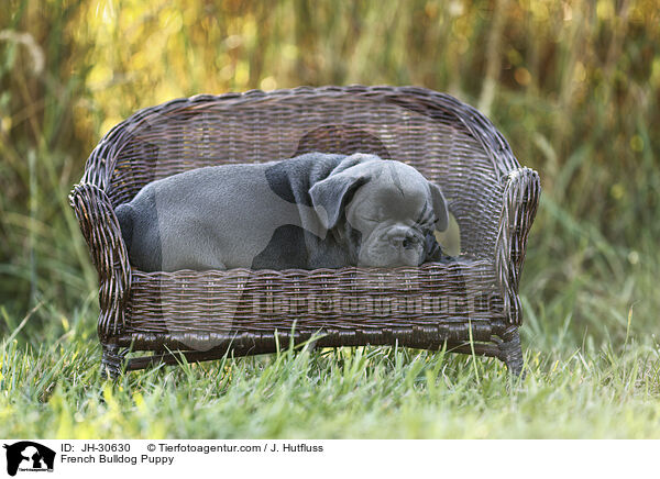 French Bulldog Puppy / JH-30630
