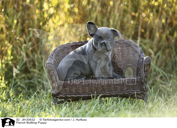 French Bulldog Puppy / JH-30632