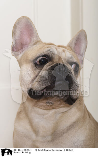French Bulldog / HBO-05924