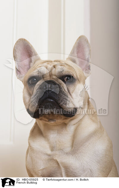 Franzsische Bulldogge / French Bulldog / HBO-05925