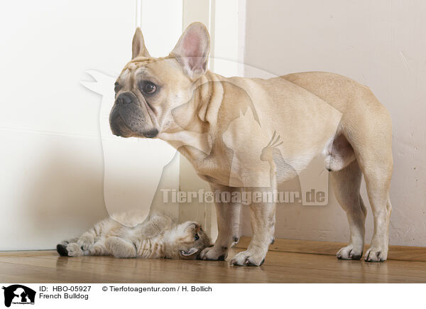 French Bulldog / HBO-05927