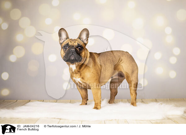 French Bulldog / JAM-04216