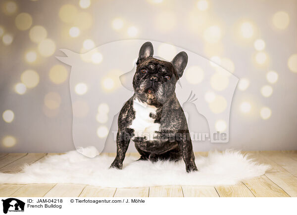 French Bulldog / JAM-04218
