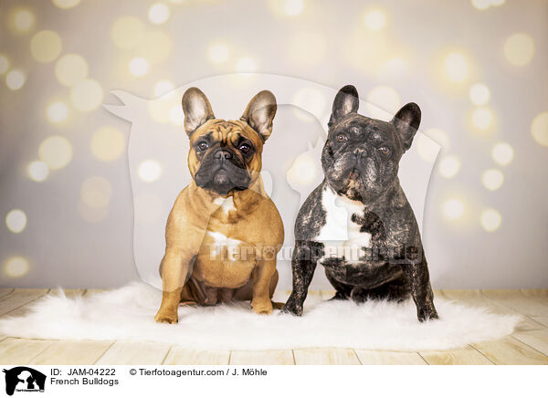 French Bulldogs / JAM-04222