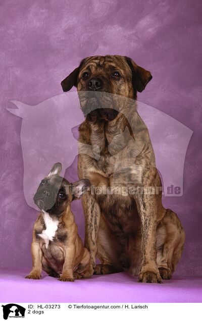 2 dogs / HL-03273