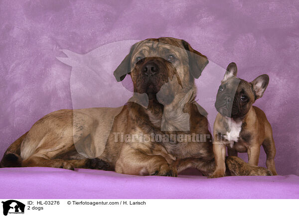 2 dogs / HL-03276