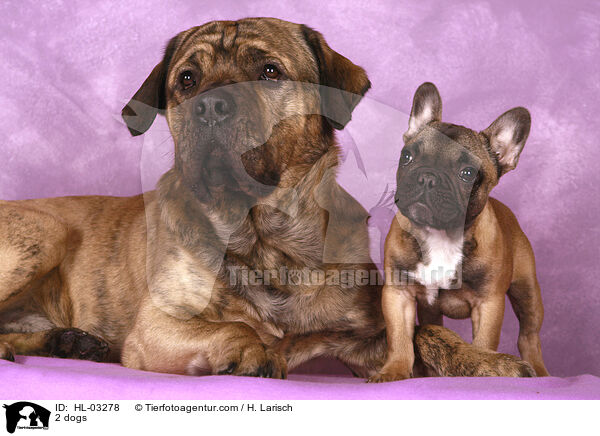 2 dogs / HL-03278