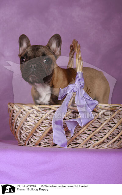 French Bulldog Puppy / HL-03284