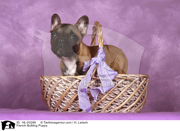 French Bulldog Puppy / HL-03286
