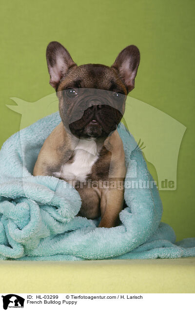 Franzsische Bulldogge Welpe / French Bulldog Puppy / HL-03299