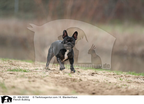 French Bulldog / KB-08392