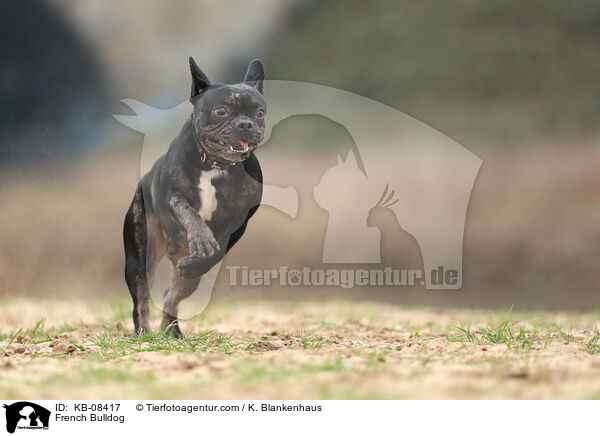 Franzsische Bulldogge / French Bulldog / KB-08417