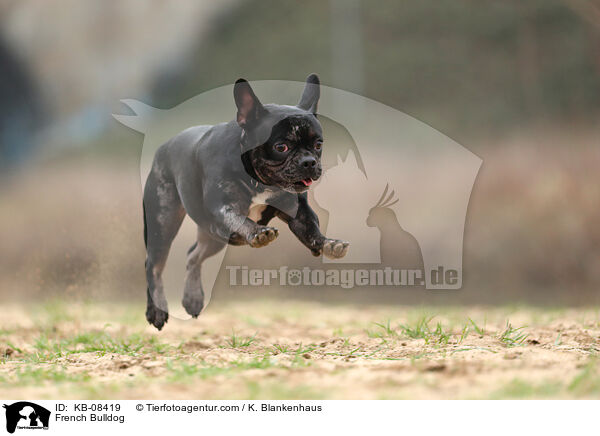 French Bulldog / KB-08419