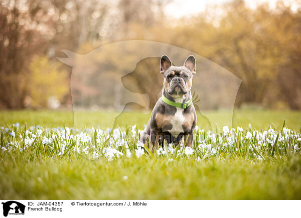 Franzsische Bulldogge / French Bulldog / JAM-04357