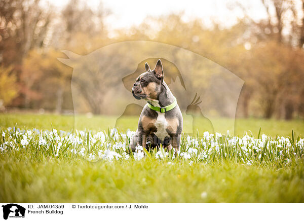 Franzsische Bulldogge / French Bulldog / JAM-04359