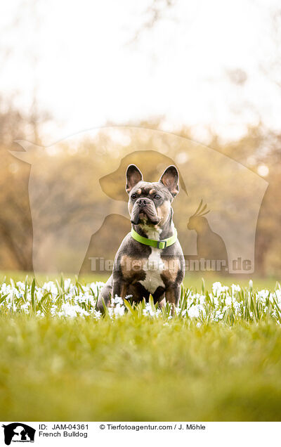 French Bulldog / JAM-04361
