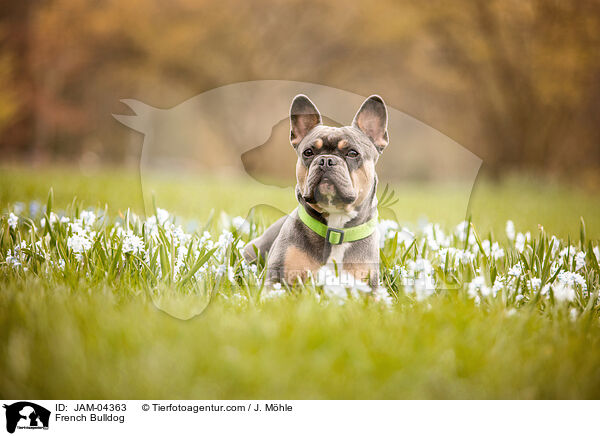 French Bulldog / JAM-04363