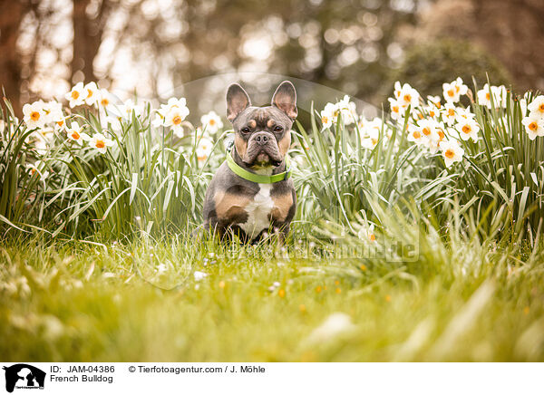 French Bulldog / JAM-04386