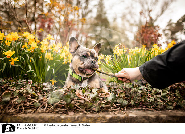 Franzsische Bulldogge / French Bulldog / JAM-04405