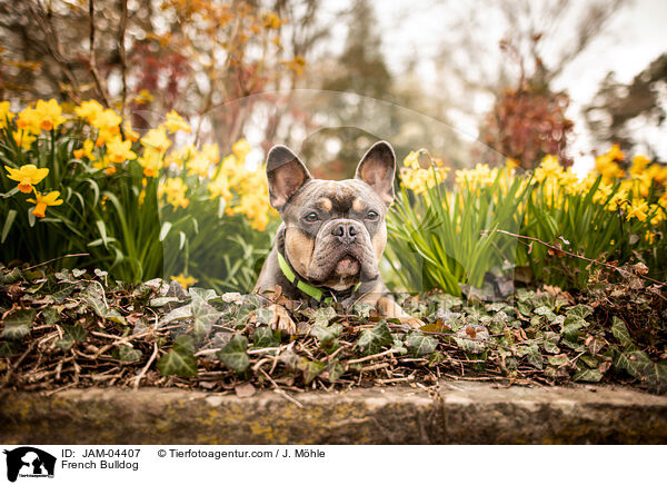 Franzsische Bulldogge / French Bulldog / JAM-04407