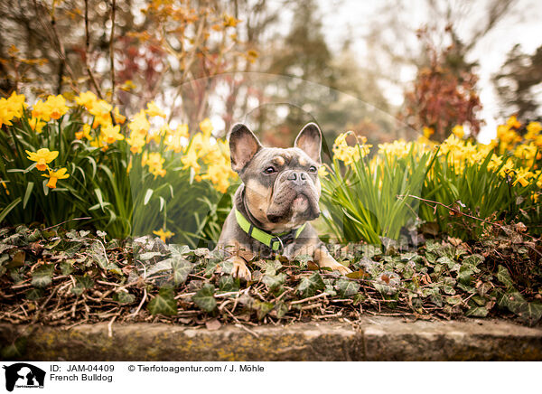 French Bulldog / JAM-04409