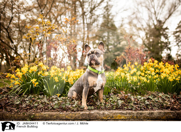 French Bulldog / JAM-04411